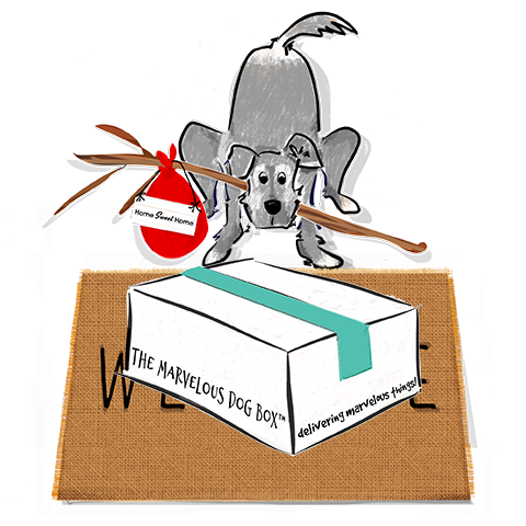 Gilmore the Dachshund © The Marvelous Dog Box Drawings